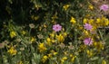 Flora of La Palma - Pterocephalus porphyranthus, scabious endemic to the island