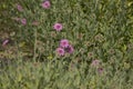 Flora of La Palma - Pterocephalus porphyranthus, scabious endemic to the island