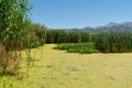 Flora of Lake Eber, Turkey: European White Waterlily, reed, duckweed Royalty Free Stock Photo