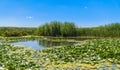 Flora of Lake Eber, Turkey: European White Waterlily, reed, duckweed Royalty Free Stock Photo