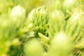 flora of Lapland when traveling with a macro lens