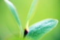 flora of Lapland when traveling with a macro lens