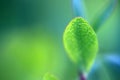 flora of Lapland when traveling with a macro lens