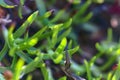 flora of Lapland when traveling with a macro lens