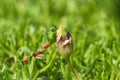 flora of Lapland when traveling with a macro lens