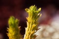 flora of Lapland when traveling with a macro lens