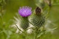 Flora - Mary thistle