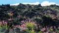 Flora of Mount Etna volcano, blossom of pink Centranthus ruber Valerian or Red valerian, popular garden plant with ornamental