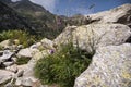 Flora in the mountains of the Spanish pyrenees Royalty Free Stock Photo