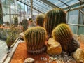 Flora Olomouc, czech - exhibition of plants in greenhouse