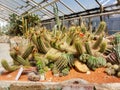 Flora Olomouc, czech - exhibition of plants in greenhouse