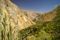 Flora in Peru