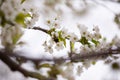 Flora Spring Season Black Cherry Blossoms Branch Twig Royalty Free Stock Photo