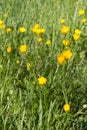 Flora and springtime - beautiful meadow with buttercups and grass, outdoors Royalty Free Stock Photo