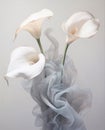 Flora white lily pistil flower calla plant beauty fresh nature wedding blossom Royalty Free Stock Photo