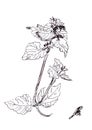 Flora, Wildflowers, Pink Dead Nettle, graphic black and white drawing, botanical sketch