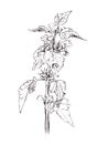 Flora, Wildflowers, White Dead Nettle, graphic black and white drawing, botanical sketch