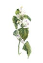 Flora, Wildflowers, White Dead Nettle, watercolor botanical sketch