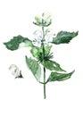 Flora, Wildflowers, White Dead Nettle, watercolor botanical sketch