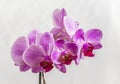 Floraison de mon Phaleanopsis Royalty Free Stock Photo