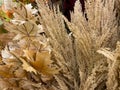 floral abstract background fuzzy white fall colors Royalty Free Stock Photo