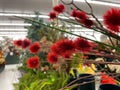 floral abstract background red fuzzy flowers and store lights Royalty Free Stock Photo