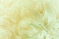 Floral abstract light green-white-yellow background. Petals of a lily flower on a white-green frosty background. Close-up. Flow Royalty Free Stock Photo