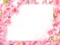 Floral abstract pastel background with copy space. Royalty Free Stock Photo