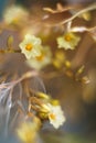 Floral abstract pastel colors of yellow flowers