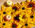 Floral and apple autumn background of bright yellow flowers with dark middles Royalty Free Stock Photo