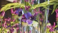 Extraordinary floral arrangement blue orchid, chrysanthemum and fern Royalty Free Stock Photo