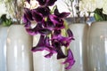 Violet callas in extraordinary arrangement