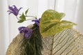 Floral arrangement green anthurium, blue clematis Royalty Free Stock Photo