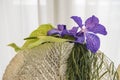 Floral arrangement green anthurium, blue clematis Royalty Free Stock Photo