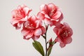 Floral arrangement, with a beautiful amaryllis flower.