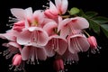 Floral arrangement, with a beautiful Lamprocapnos flower.