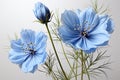 Floral arrangement, with a beautiful Nigella flower.