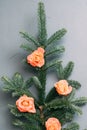 Floral arrangement fir tree sprig rose buds gray Royalty Free Stock Photo