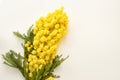 Floral arrangement made up of a bunch of mimosa on the occasion of March 8 WomenÃ¢â¬â¢s Day