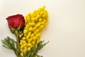 Floral arrangement made up of a red rose and a bunch of mimosa on the occasion of March 8 WomenÃ¢â¬â¢s Day