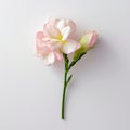 Minimalist Freesia Image With Delicate Rose On White Background