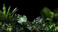 floral arrangement of tropical leaves of plants bush. nature background isolated on dark black background with copy Royalty Free Stock Photo