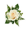 Floral arrangement with white rose, green berries and gypsophila flowers isolated on white
