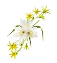 Floral arrangement with wild anemome flowers and gagea lutea isolated