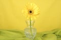 Single yellow flower in a clear vase isolated on a yellow background. Royalty Free Stock Photo