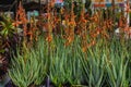 Aloe Vera plant in bloom close up Royalty Free Stock Photo