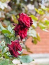 Floral autumn background. In late autumn, a dark red rose bloomed.Rose on the background of vegetation Royalty Free Stock Photo