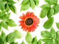 Floral autumn composition. Sunflower and branches with green leaves are on a white background. Social media concept. Flat lay, top