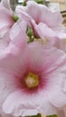 Rippled rosy petals of mallow flower with yellow pistil inside. Delicate texture of pink flower petals closeup. Touch of red shade
