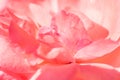 Floral backdrop from defocused pink flowers. Delicate petals texture. Nature background for cosmetics skincare body care perfume